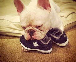 MySQLݿSQL Maestro for MySQL